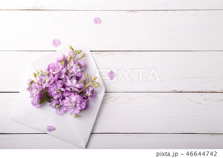Lilac mattiola flowers Lilac mattiola flowers 46644742