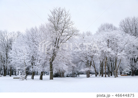 Snow-covered trees in a public park 46644875