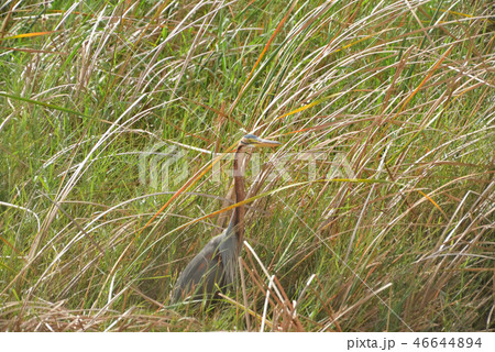 宮古島/湿原の野鳥 宮古島/湿原の野鳥 46644894