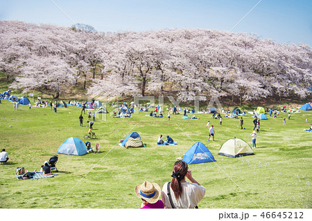 【根岸森林公園　染井吉野】 46645212