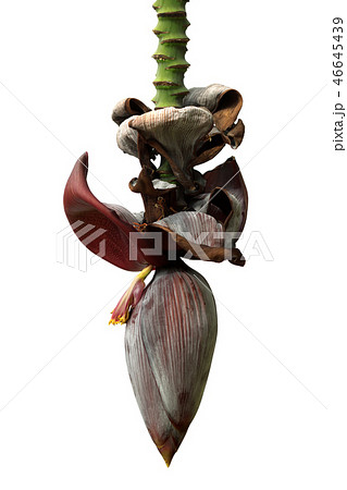 Flowers and stem of banana tree isolated on white Flowers and stem of banana tree isolated on white 46645439