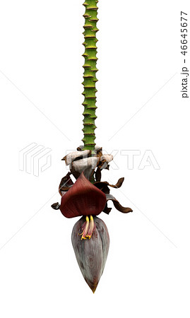Hanging flowers on stem of banana tree Hanging flowers on stem of banana tree 46645677