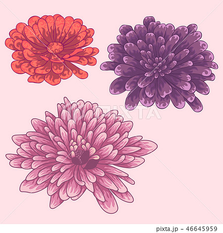Isolated flowers. Colored zinnia flowers. 46645959