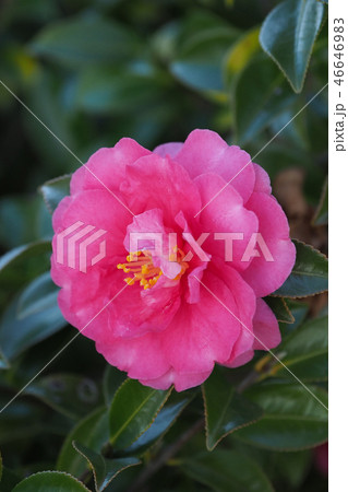 サザンカ（山茶花）自然質感 46646983