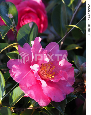 サザンカ（山茶花）自然質感 46646992