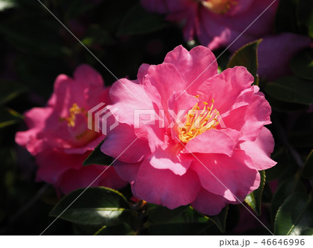 サザンカ（山茶花）自然質感 46646996