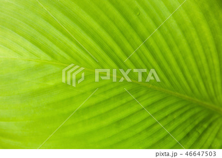 Abstract texture of green leaf with light behind. Abstract texture of green leaf with light behind. 46647503