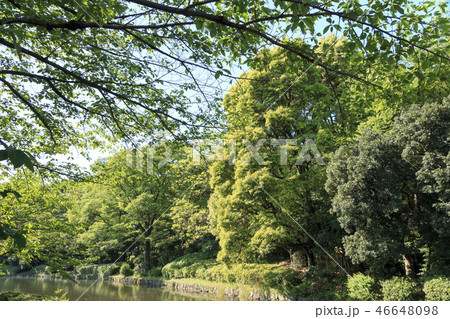 北の丸公園 46648098