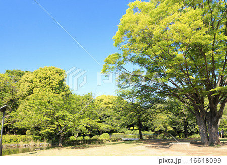 北の丸公園 46648099