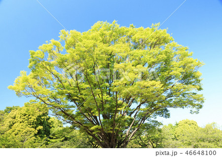 北の丸公園 46648100