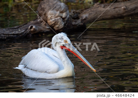 Dalmatian pelican floating on water Dalmatian pelican floating on water 46648424