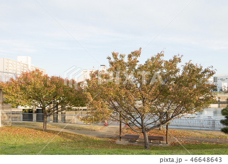 大森ふるさとの浜辺公園 大森ふるさとの浜辺公園 46648643