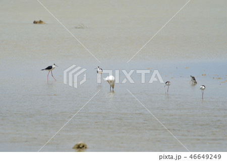 宮古島／干潟の野鳥 46649249