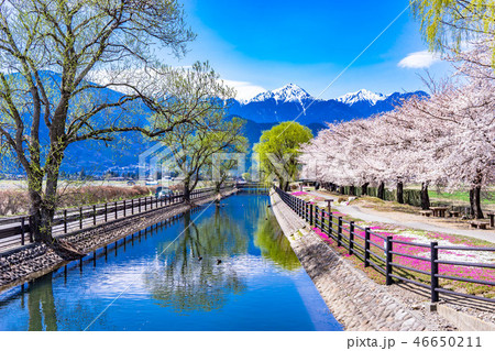 春の安曇野 桜咲く拾ヶ堰 【長野県】の写真素材 [46650211] - PIXTA
