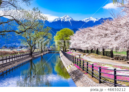 春の安曇野 桜咲く拾ヶ堰 【長野県】 春の安曇野 桜咲く拾ヶ堰 【長野県】 46650212