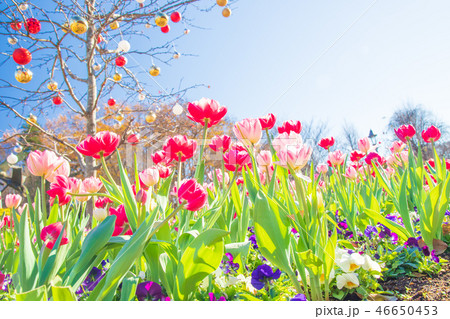 チューリップ 46650453