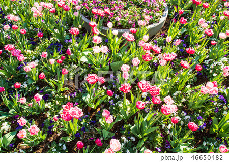 チューリップ 46650482