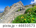 槍ヶ岳と高山植物 46650573