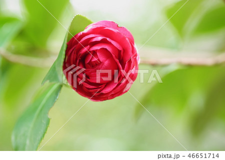 椿の花　菊冬至 46651714