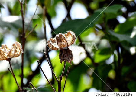 三鷹中原に咲くフヨウの種子 三鷹中原に咲くフヨウの種子 46652198