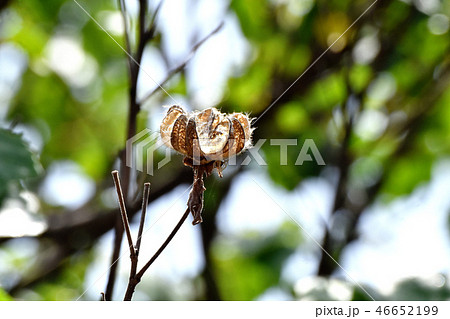 三鷹中原に咲くフヨウの種子 46652199