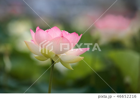 蓮の花 46652216
