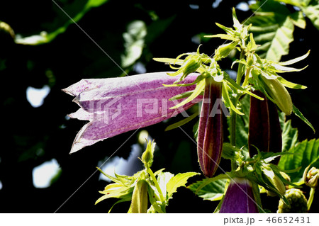 三鷹中原に咲くホタルブクロ 三鷹中原に咲くホタルブクロ 46652431