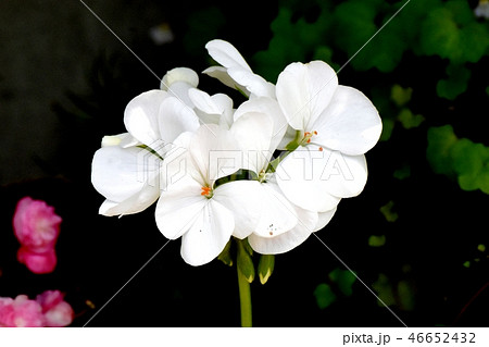 三鷹中原に咲く白いゼラニウム 46652432