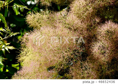 三鷹中原に咲くスモークツリーの花 三鷹中原に咲くスモークツリーの花 46652436