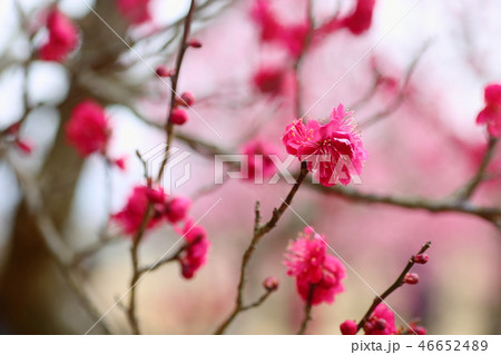 紅梅の花 46652489