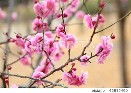 ピンクの梅の花 ピンクの梅の花 46652490