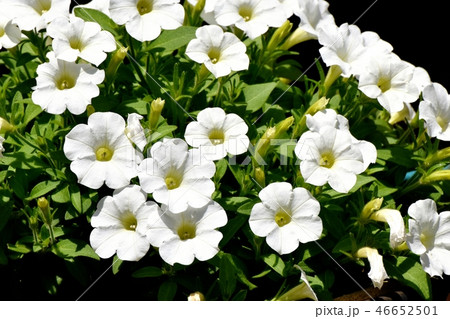 三鷹中原に咲くアフリカホウセンカ(カリブラコア) 三鷹中原に咲くアフリカホウセンカ(カリブラコア) 46652501