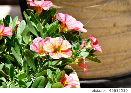 三鷹中原に咲くアフリカホウセンカ(カリブラコア) 三鷹中原に咲くアフリカホウセンカ(カリブラコア) 46652550