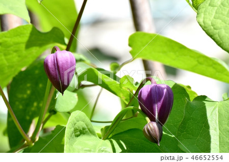 三鷹中原に咲くのハンショウヅルの蕾 46652554