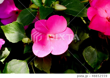 三鷹中原に咲く赤いアフリカホウセンカ（インパチェンス） 46652559