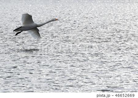水面を飛ぶ白鳥 46652669