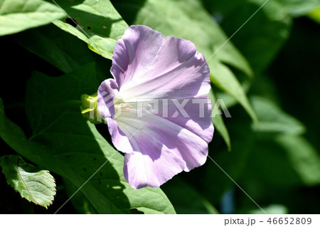 三鷹中原に咲く薄紫色のセイヨウヒルガオ 46652809