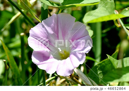 三鷹中原に咲く薄紫色のセイヨウヒルガオ 三鷹中原に咲く薄紫色のセイヨウヒルガオ 46652864