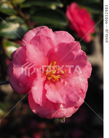 サザンカ(山茶花)自然質感 サザンカ(山茶花)自然質感 46652983