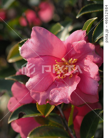 サザンカ(山茶花)自然質感 サザンカ(山茶花)自然質感 46652984