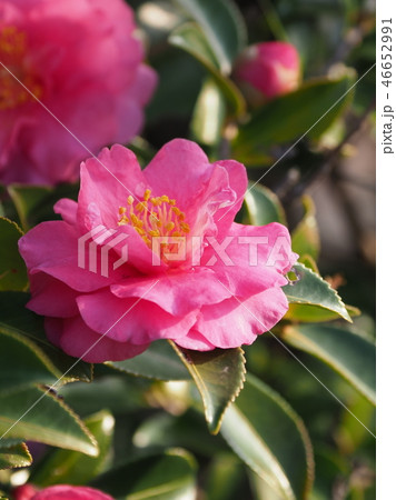 サザンカ(山茶花)自然質感 サザンカ(山茶花)自然質感 46652991