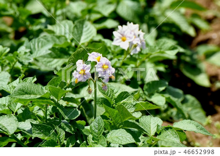 三鷹中原に咲くジャガイモの花 46652998