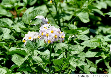 三鷹中原に咲くジャガイモの花 46652999