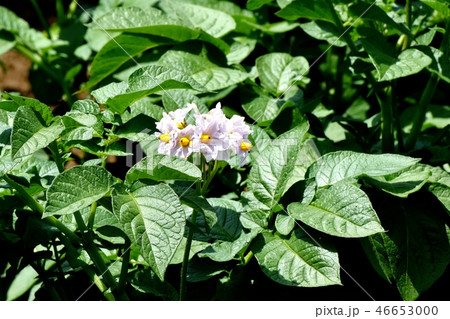 三鷹中原に咲くジャガイモの花 46653000