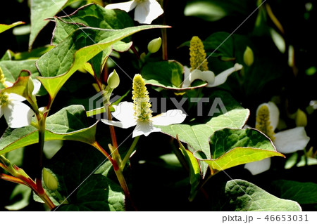 三鷹中原に咲くドクダミの花 三鷹中原に咲くドクダミの花 46653031