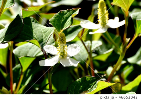 三鷹中原に咲くドクダミの花 46653043