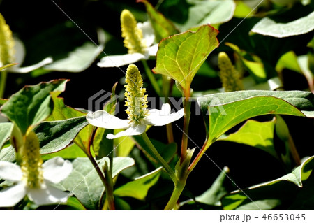 三鷹中原に咲くドクダミの花 三鷹中原に咲くドクダミの花 46653045