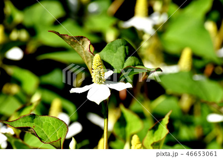 三鷹中原に咲くドクダミの花 46653061