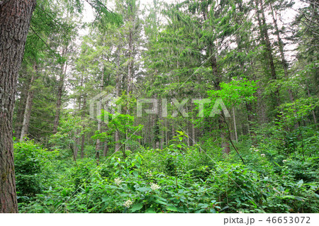 笹ヶ峰高原 ドイツトウヒの森 笹ヶ峰高原 ドイツトウヒの森 46653072