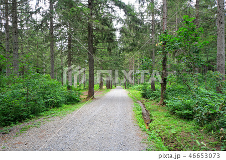 笹ヶ峰高原 ドイツトウヒの森 笹ヶ峰高原 ドイツトウヒの森 46653073